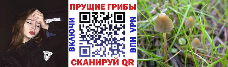 как найти закладки  Пустошка  это какой сайт  Псилоцибиновые грибы GOLDEN TEACHER 